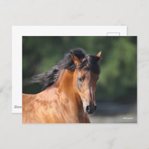 Bob Langrish   Bay Arab headshot Postcard