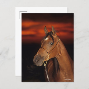Bob Langrish   Bay Arab Stallion Headshot Sunset Postcard
