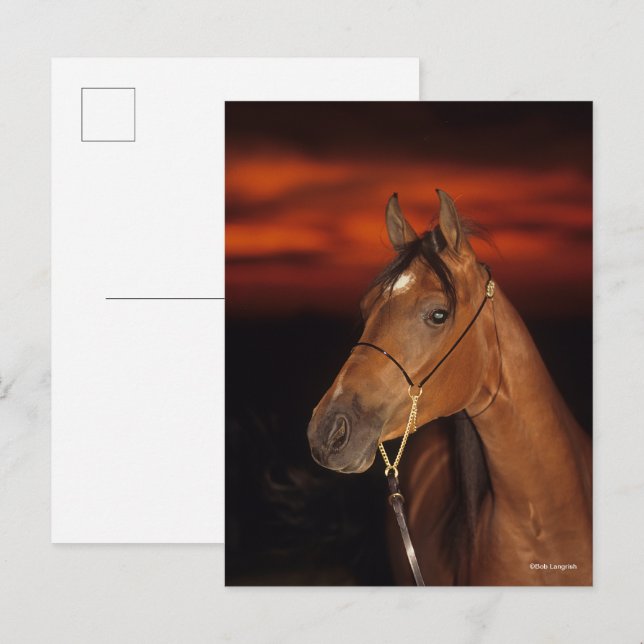 Bob Langrish | Bay Arab Stallion Headshot Sunset Postcard (Front/Back)