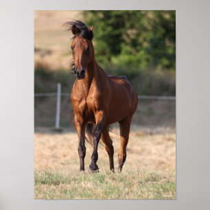Bob Langrish Bay Arab Standing Mane Blowing Poster