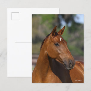 Bob Langrish Bay Canadian Sport Horse Headshot Postcard