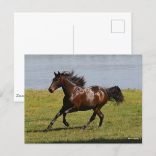 Bob Langrish Bay Lusitano Mare Running Near Lake Postcard