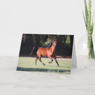 Bob Langrish   Bay Tennessee Walker Running Card