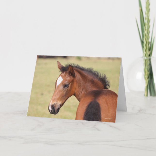 Bob Langrish | Bay Warmblood Foal Headshot Card (Front)
