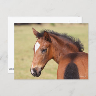 Bob Langrish   Bay Warmblood Foal Headshot Postcard