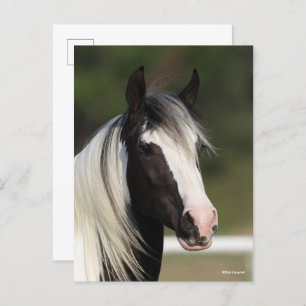 Bob Langrish Black and White Gypsy Vanner headshot Postcard