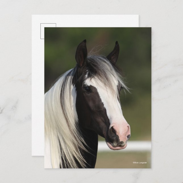 Bob Langrish Black and White Gypsy Vanner headshot Postcard (Front/Back)