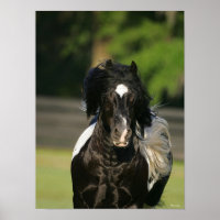 Bob Langrish Black and White Gypsy Vanner Headshot