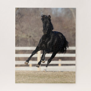Bob Langrish   Black Andalucian Horse Running Jigsaw Puzzle