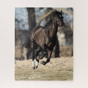 Bob Langrish   Black Andalucian Horse Running Jigsaw Puzzle