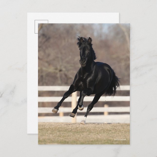 Bob Langrish | Black Andalucian Horse Running Postcard (Front/Back)