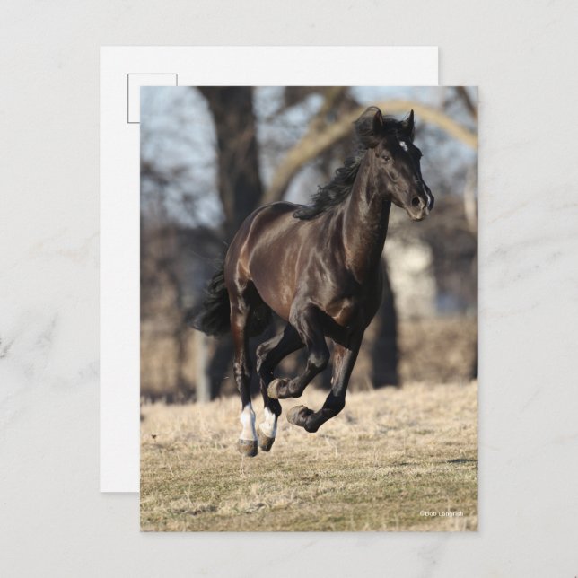 Bob Langrish | Black Andalucian Horse Running Postcard (Front/Back)