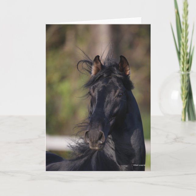 Bob Langrish | Black Andalucian Stallion Headshot Card (Front)