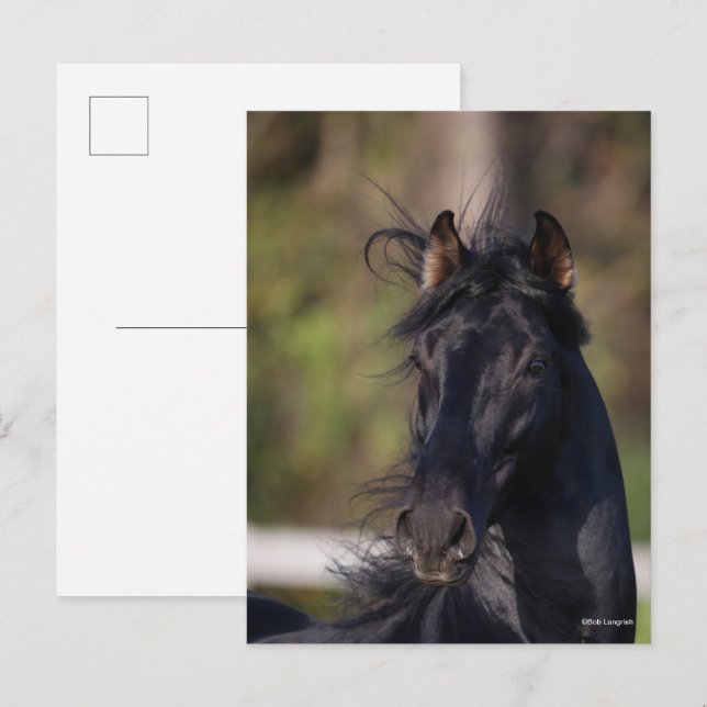Bob Langrish | Black Andalucian Stallion Headshot Postcard (Front/Back)