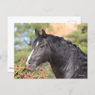 Bob Langrish   Black Andalucian Stallion headshot Postcard