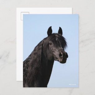 Bob Langrish   Black Arab Stallion headshot Postcard