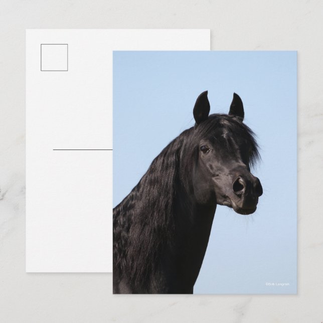 Bob Langrish | Black Arab Stallion headshot Postcard (Front/Back)