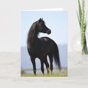 Bob Langrish   Black Arab Stallion Standing Card