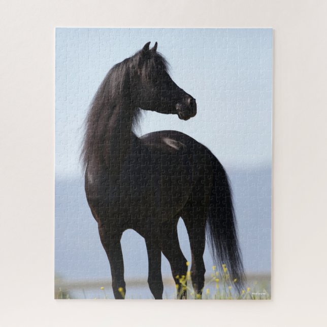 Bob Langrish | Black Arab Stallion Standing Jigsaw Puzzle (Vertical)
