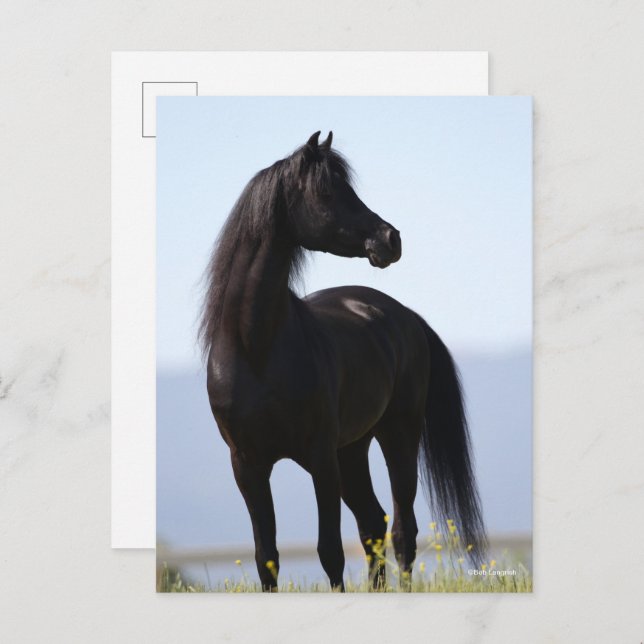 Bob Langrish | Black Arab Stallion Standing Postcard (Front/Back)