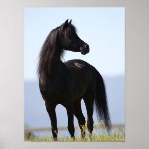 Bob Langrish   Black Arab Stallion Standing Poster