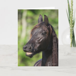 Bob Langrish   Black Friesian Flehmen Headshot Card