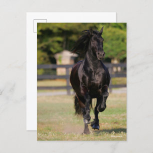 Bob Langrish Black Friesian Horse Running Postcard