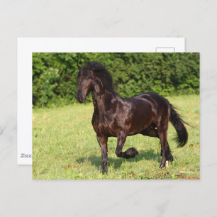 Bob Langrish Black Friesian Horse Running Postcard