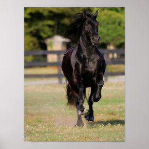 Bob Langrish   Black Friesian Horse Running Poster