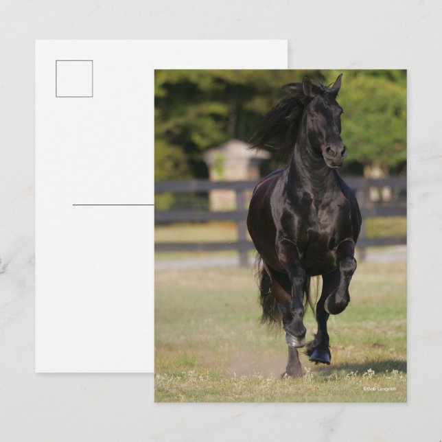 Bob Langrish | Black Friesian Mare Running Postcard (Front/Back)