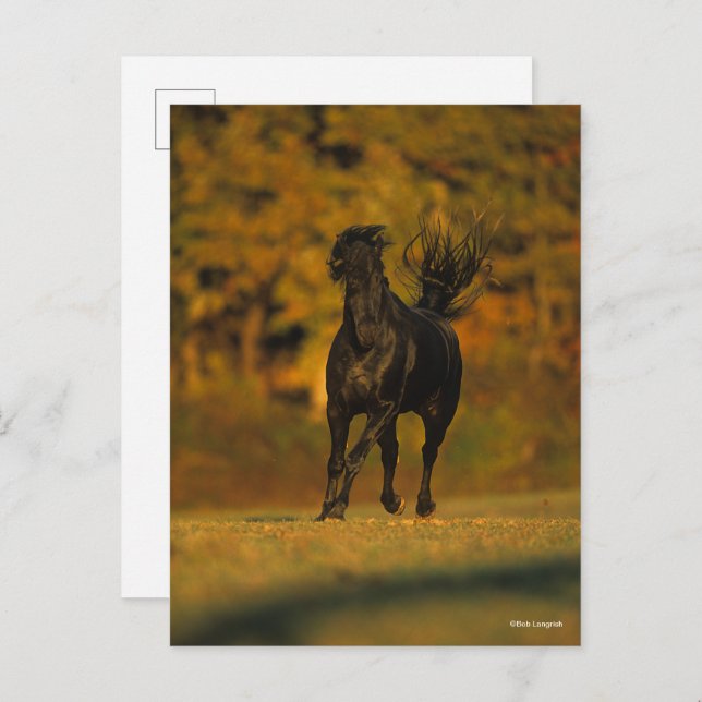 Bob Langrish | Black Friesian Running In Autumn Postcard (Front/Back)