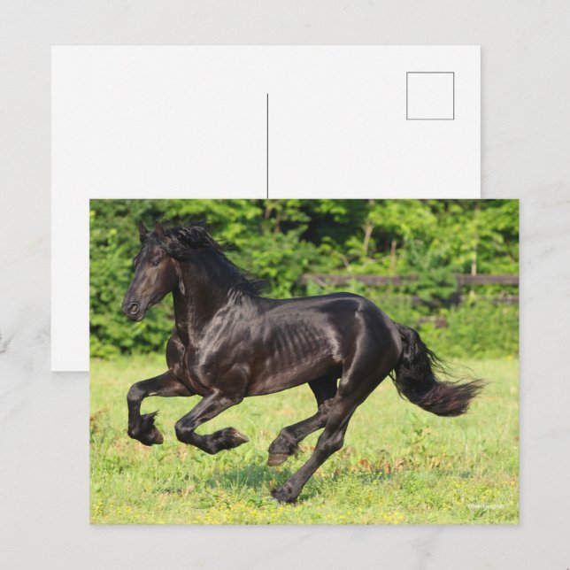 Bob Langrish | Black Friesian Running Postcard (Front/Back)