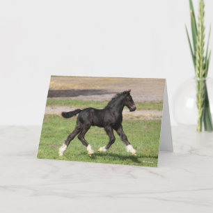 Bob Langrish   Black Gypsy Vanner Foal Running Card