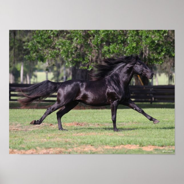 Bob Langrish | Black Lusitano Running Mane Flowing Poster (Front)