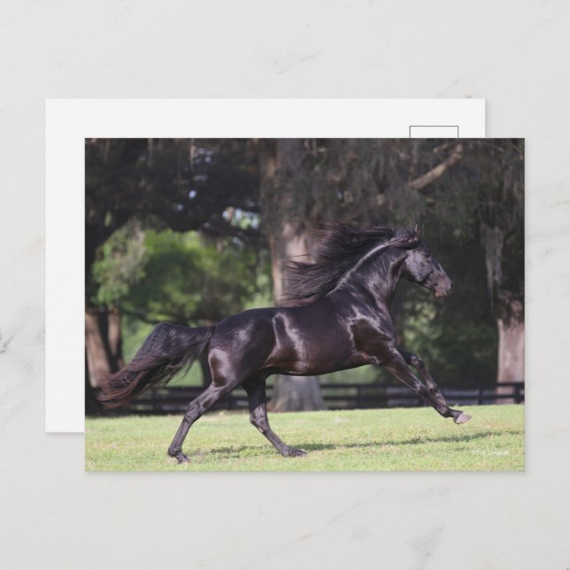 Bob Langrish | Black Lusitano Running Postcard (Front/Back)