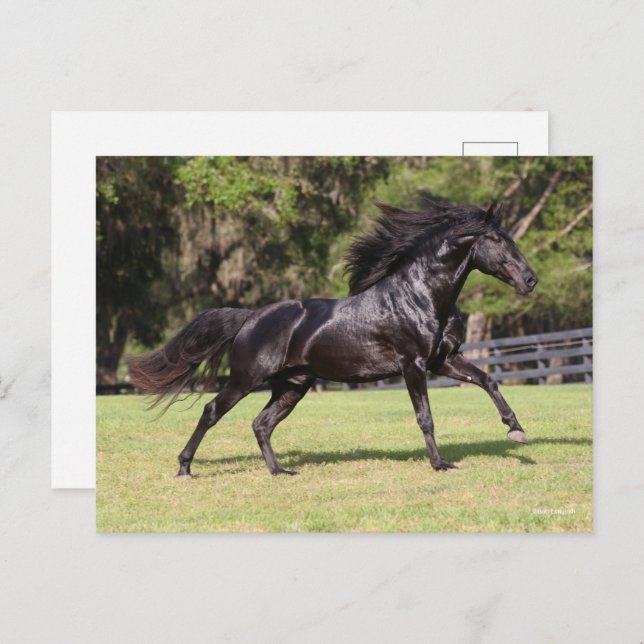 Bob Langrish | Black Lusitano Running Postcard (Front/Back)