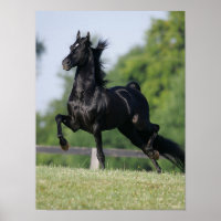 Bob Langrish | Black Morgan Horse Trotting
