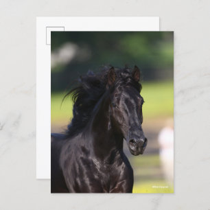 Bob Langrish   Black Rocky Mountain Horse headshot Postcard