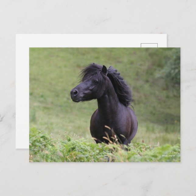 Bob Langrish Black Shetland Pony Stallion Headshot Postcard (Front/Back)
