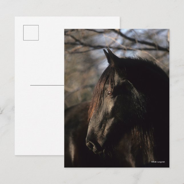 Bob Langrish | Black Tennessee Walker Headshot Postcard (Front/Back)