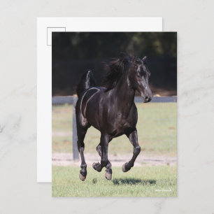 Bob Langrish   Black Tennessee Walker Running Postcard