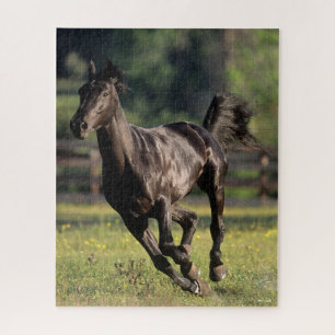 Bob Langrish   Black Warmblood Stallion Running Jigsaw Puzzle