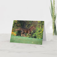 Bob Langrish | Brown Rocky Mountain Horse Running