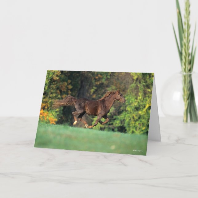 Bob Langrish | Brown Rocky Mountain Horse Running Card (Front)