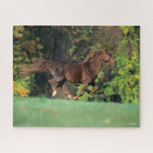 Bob Langrish   Brown Rocky Mountain Horse Running Jigsaw Puzzle