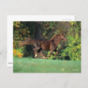 Bob Langrish   Brown Rocky Mountain Horse Running Postcard