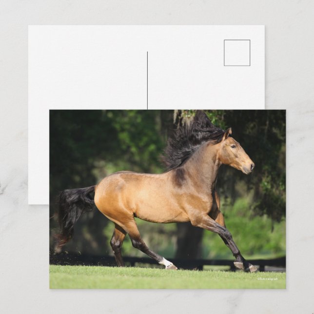 Bob Langrish | Buckskin Lusitano Running Postcard (Front/Back)