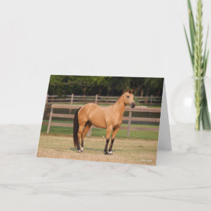 Bob Langrish   Buckskin Quarter Horse Standing Card