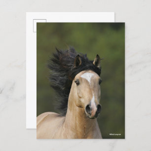 Bob Langrish   Buckskin Welsh Pony Headshot Postcard