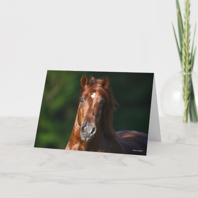Bob Langrish Chestnut Andalucian Stallion Headshot Card (Front)